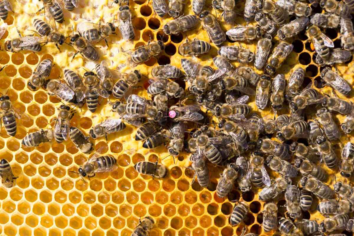 Honigbienen mit der Bienenkönigin auf der Honigwabe